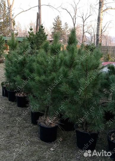 Сибирский кедр экстра класс. Саженцы