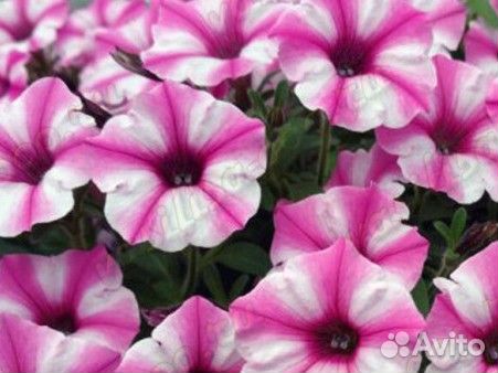 Вегетативная петуния