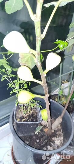 Саженцы инжира