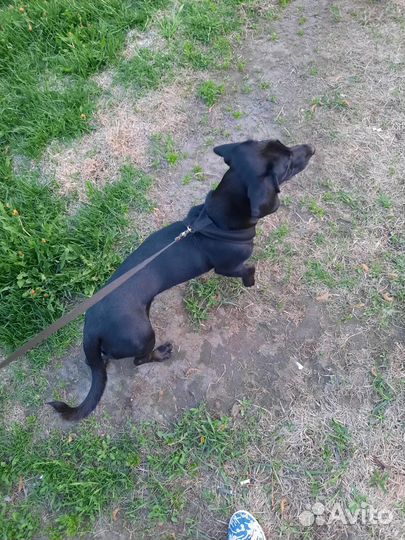 Шлейка ошейник для маленькой собаки или щенка