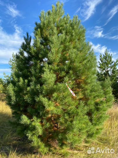 Саженцы Оптом Сосны/Ели