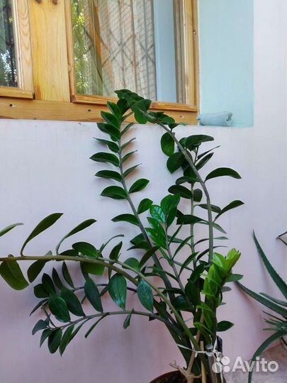 Замиокулькас