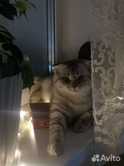 Шотландский вислоухий кот на вязку