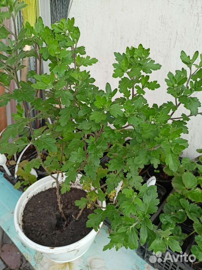 Хризантема