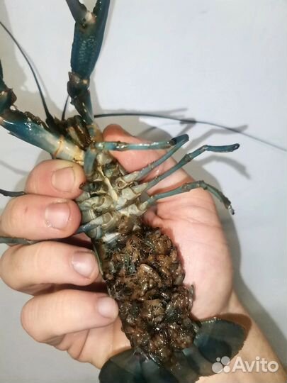 Австралийский красноклешневой рак