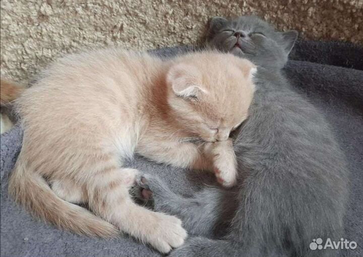 Британские котята. Вислоухий персиковый мальчик