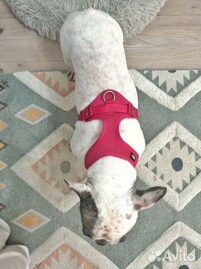 Шлейка для собаки