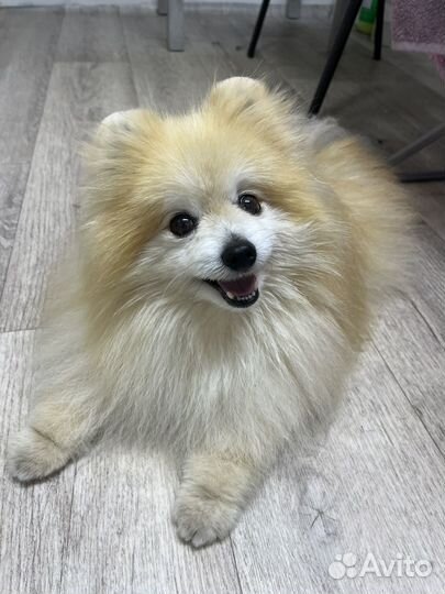 Померанский шпиц