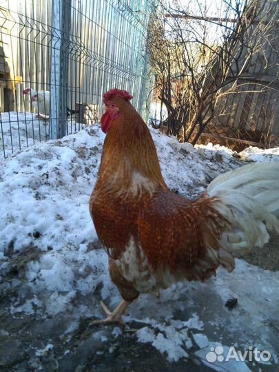 Инкубационное яйцо мясо яичная порода