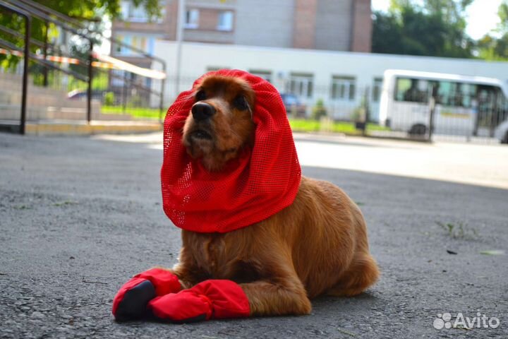 Одежда для собак в наличии и на заказ
