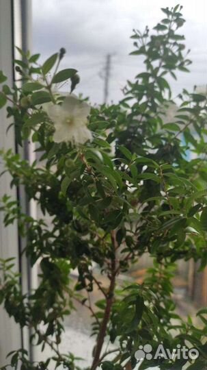 Гранат комнатный и миртовое дерево