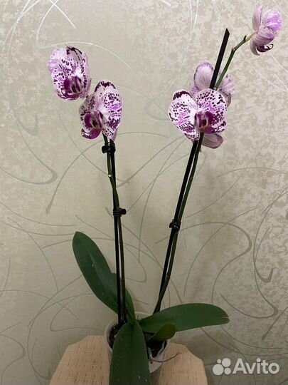 Орхидея фаленопсис Фронтера (отцветашка)