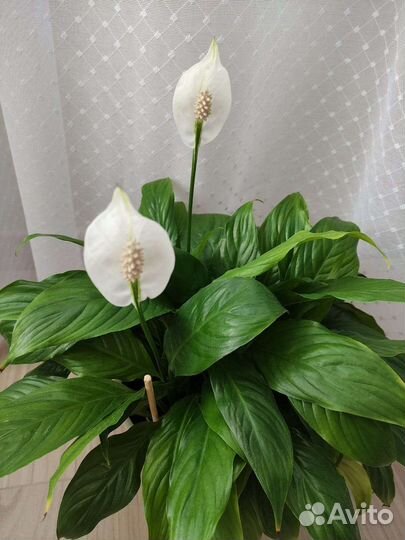 Спатифиллум
