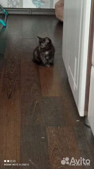 Отдам бесплатно