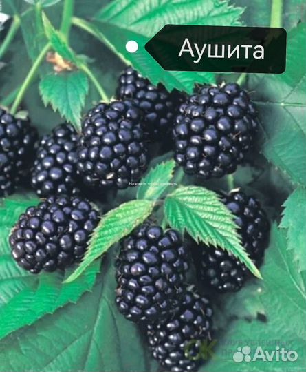 Саженцы ежевики безшипной