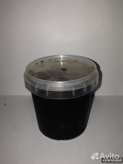 Трепанг на меду