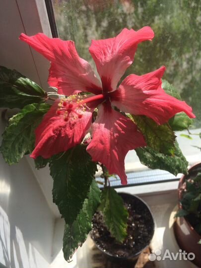 Домашние растения