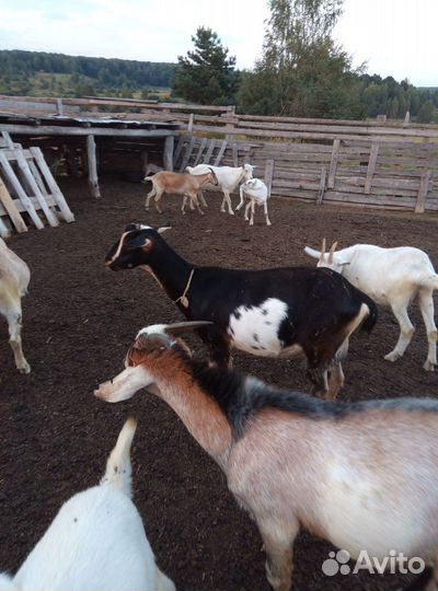 Дойные козы