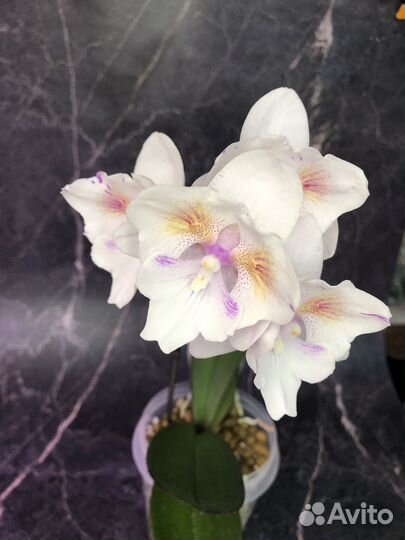 Орхидея фаленопсис Попкорн бабочка