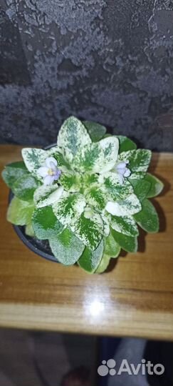 Детки сортовых фиалок