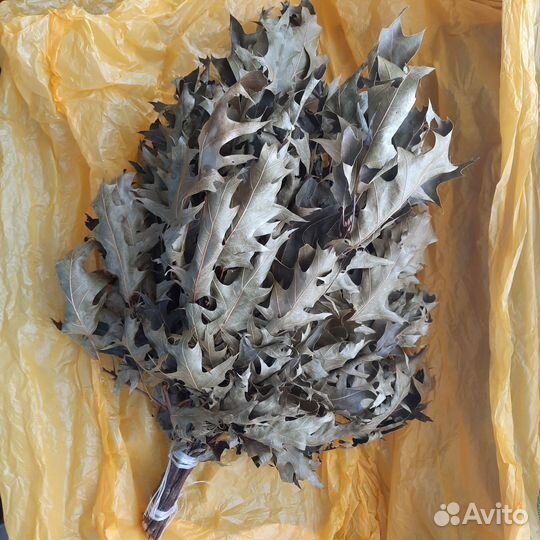 Веники для бани, канадский дуб