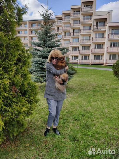 Немецкий шпиц вязка