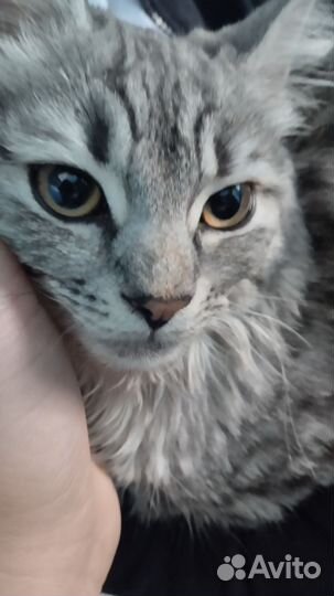 Найдена кошка
