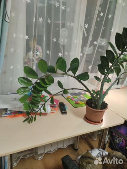 Замиокулькас долларовое дерево