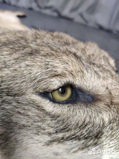 Чучело волка