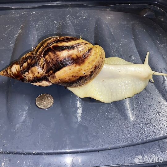 Улитки ахатина иммакулята,ретикулятта,цепея,хелекс