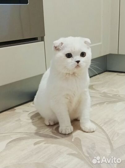 Шотландский вислоухий котик