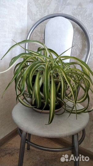 Хлорофитум полосатый,кудрявый