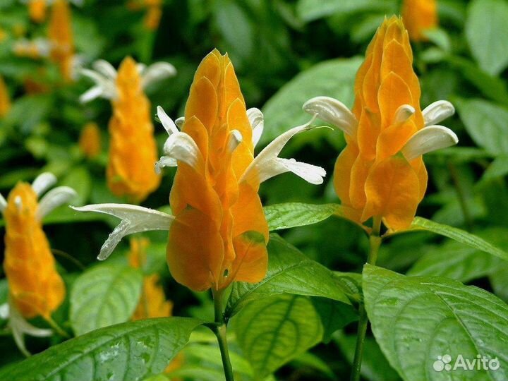 Комнатный цветок,Пахистахис''