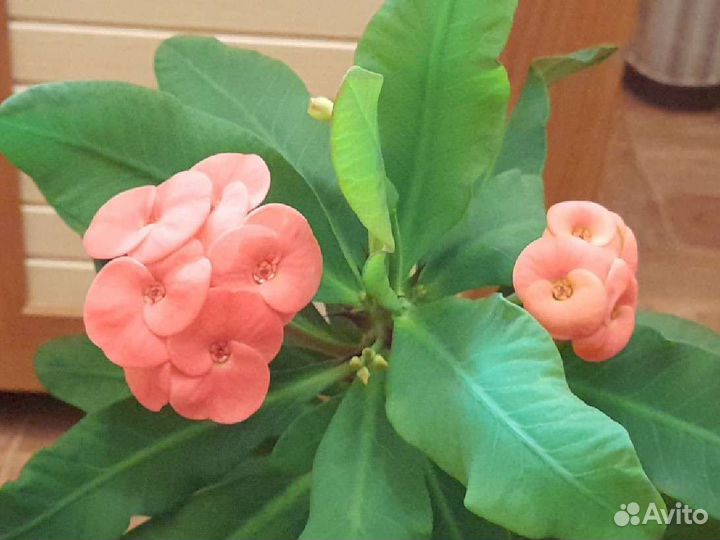 Суккулент продам