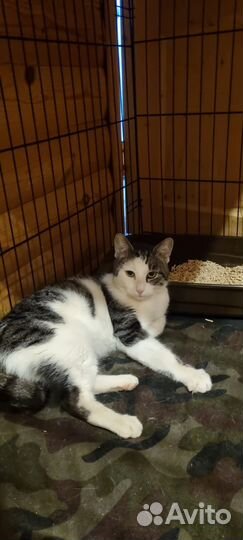 Котенок, суперласкун