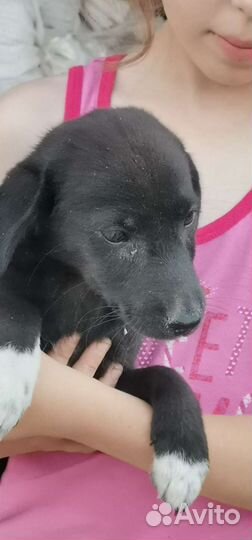 В добрые руки