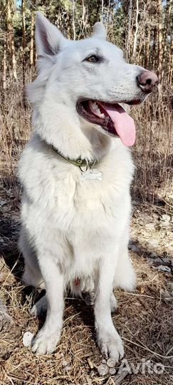 Красивый пес для фотосъёмки