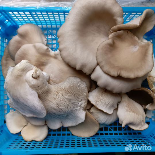 Грибы вешенка свежие