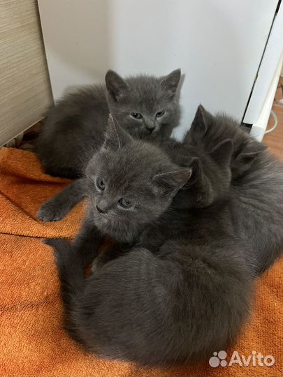 Котята 1,5 месяца
