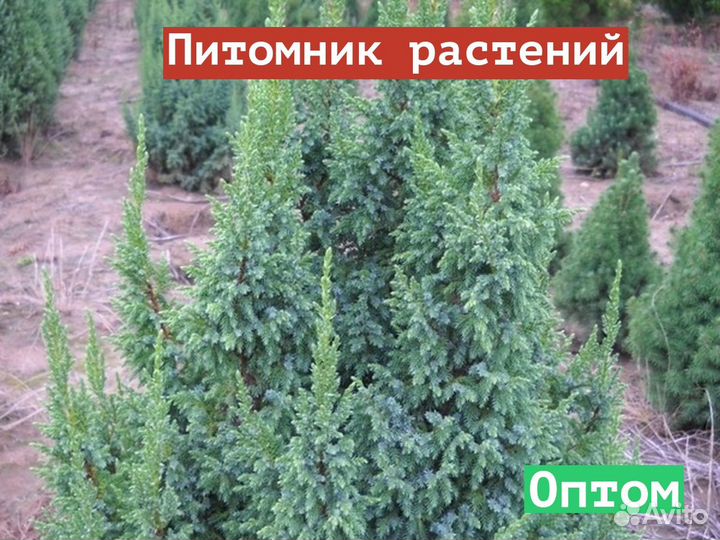 Саженцы Можжевельник чешуйчатый Loderi (Лодери)