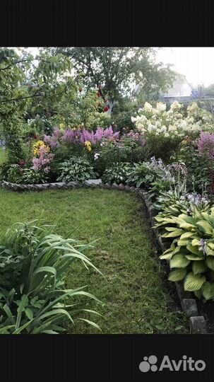 Многолетники для вашего сада