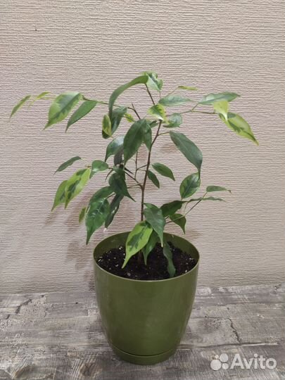 Комнатные цветы: алоэ вера, фикус Бенджамина