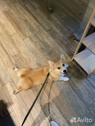 Вельш-корги пемброк девочка