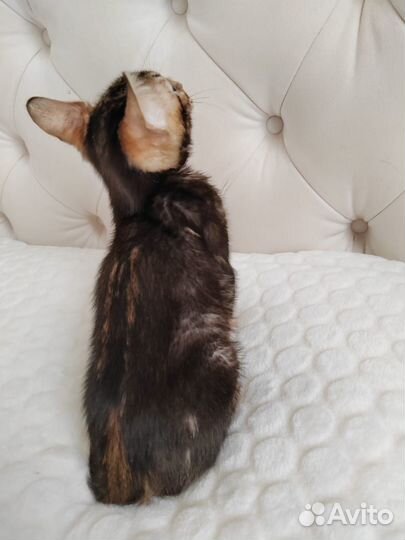 Бенгальская