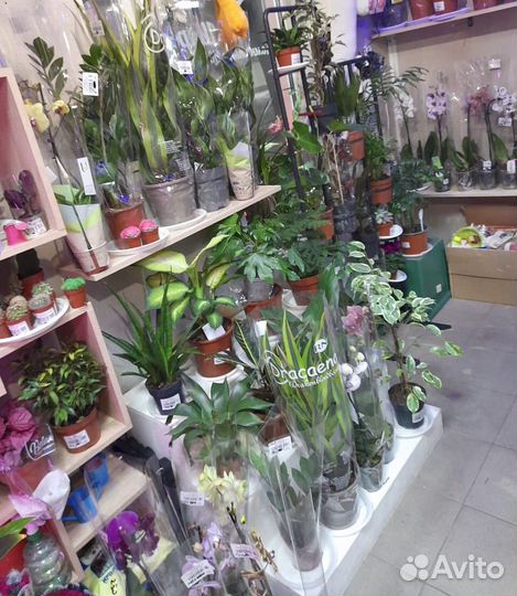 Комнатные цветы