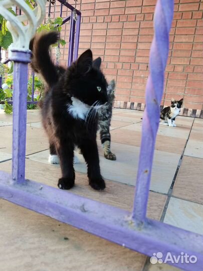 Кошка в дар бесплатно