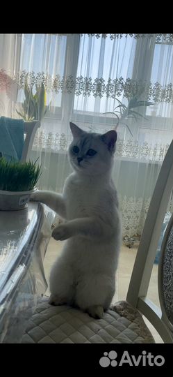 Британский кот шиншилла для вязки