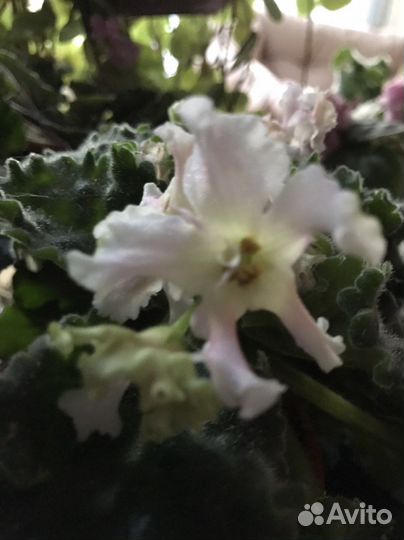 Комнатные цветы