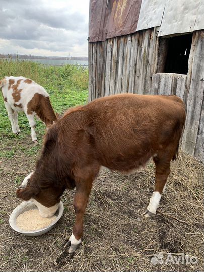 Телка бычок