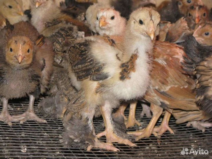 Цыплята